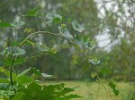 P1270571rr.jpg