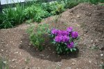 IMG_7642_2011-05-27_11.jpg