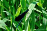 2011_05_29_6886_324.JPG