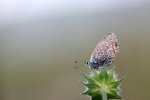 IMG_7751_2011-05-29_Blaeuling.JPG