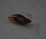 Frösche 006.JPG Frösche 006.JPG