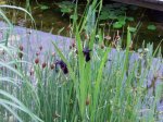 Teich_0511 052.jpg