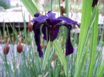 Teich_0511 068.jpg