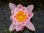 Seerose4.jpg