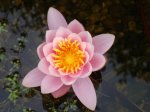Seerose5.jpg