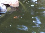 DSC00349.jpg