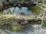 teich4jpg.jpg teich4jpg.jpg