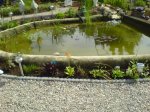 teich11jpg.jpg teich11jpg.jpg