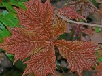 P1250836r.jpg