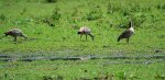 3 Nilgänse_kleiner.jpg