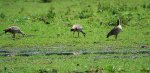 3 Nilgänse_kleiner.jpg