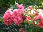 rose2011 04.jpg