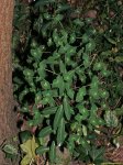 P1270615brr.jpg