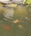 Fische im Regen_tn.jpg