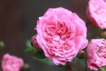 Rose4.jpg
