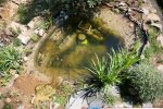 IMG_8728_2011-06-16_der-Teich-von-oben.JPG