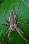 DSC_0107a.jpg