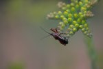 IQ3M8748_2011-06-16_Wanze.JPG