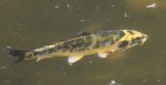 Teichfische 018.JPG Teichfische 018.JPG
