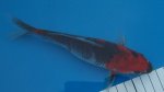 Neue Fische-April 2011 026.jpg