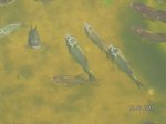 Fische 008.jpg Fische 008.jpg