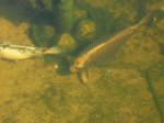 Mutterfisch.jpg Mutterfisch.jpg