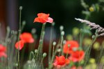 IMG_8824_2011-06-18_Mohn-am-Wegesrand.JPG