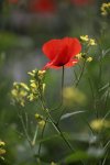 IMG_8832_2011-06-18_Mohn_HF.jpg