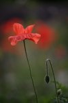 IMG_8834_2011-06-18_Mohn-Kapsel_HF.JPG