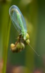 20110618_0497-39-40-41.jpg