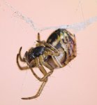 Spinne.jpg
