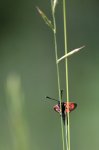 IMG_9284_2011-06-20_Widderchen_HF_Ochssattel.JPG