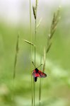 IMG_9286_2011-06-20_Widderchen_HF_Ochssattel.JPG