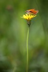 IMG_9264_2011-06-20_Dickkopffalter_HF_Ochssattel.JPG