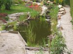 Teich Juni 23 06 11.jpg