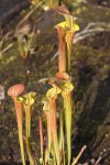 Sarracenia flava Coppertop 01.jpg