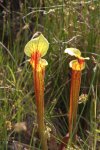 Sarracenia flava Rot 01.jpg