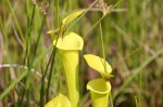 Sarracenia flava var ruegellii 01.jpg