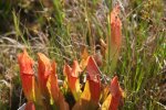 Sarracenia purpurea ssp venosa 01.jpg