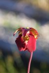 Sarracenia rubra 01.jpg