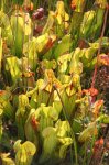 Sarracenia x catesbaei 01.jpg