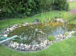Teich_2.jpg