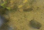 Posthornschnecke1.jpg Posthornschnecke1.jpg