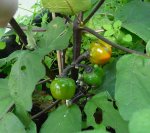 aubergine2.JPG aubergine2.JPG