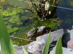 Teichfrosch 2011 (7).jpg Teichfrosch 2011 (7).jpg