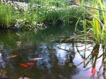 Eingang_Teich.JPG
