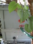IMG_1916.JPG