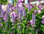 Agastache Blue Fortune_kleiner.jpg Agastache Blue Fortune_kleiner.jpg