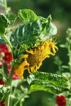 gefüllte Sonnenblume_kleiner.jpg gefüllte Sonnenblume_kleiner.jpg