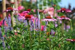 Echinacae Blue Fortune Phlox_kleiner.jpg Echinacae Blue Fortune Phlox_kleiner.jpg